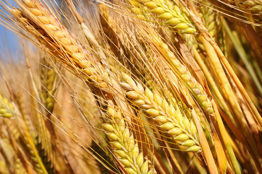 Feed Barley