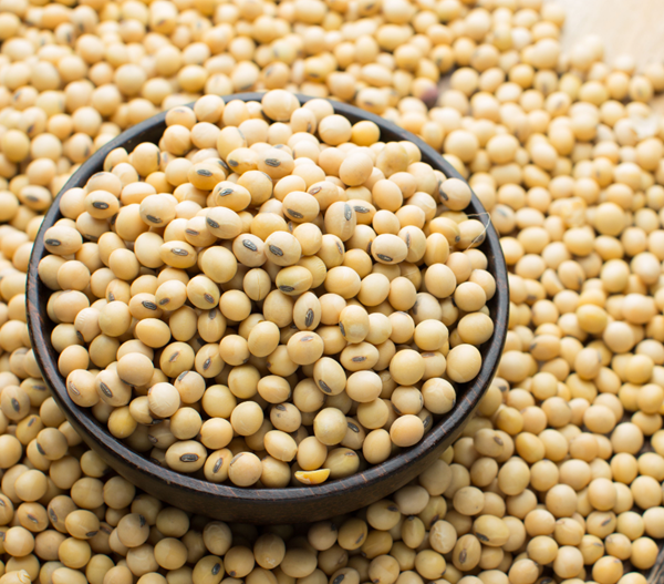 Soybean Meal